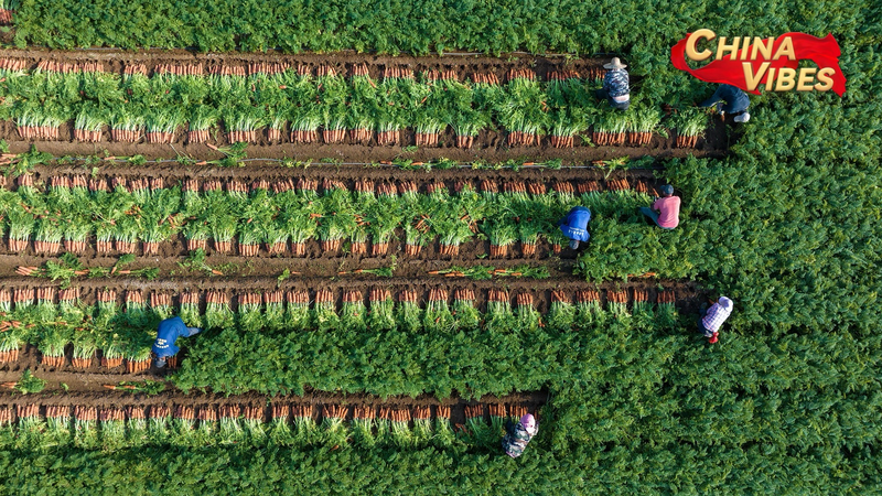 中国「中央一号文件」2025年版　穀物生産と食料安全保障を最優先に