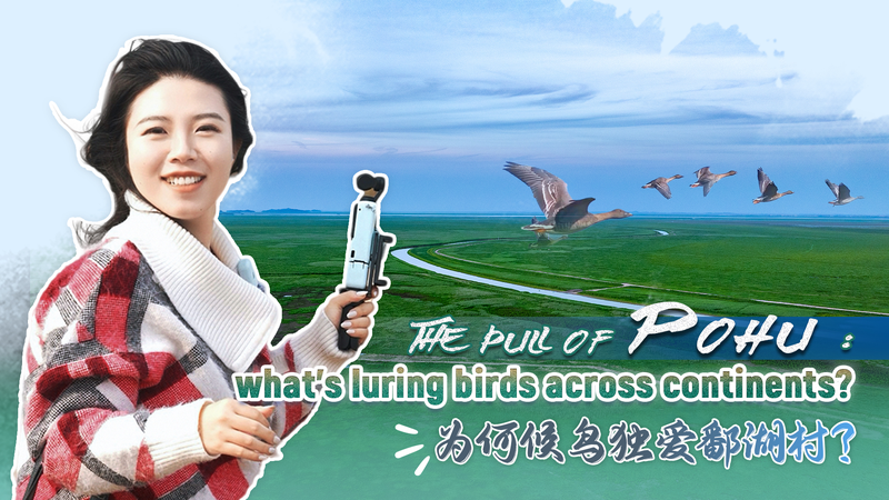 渡り鳥を惹きつける中国・Pohu村　湿地と暮らしが共生する理由 video poster