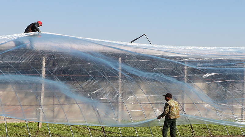 中国本土を寒波が直撃　江蘇省ピタヤ農家の「スマホ防寒術」