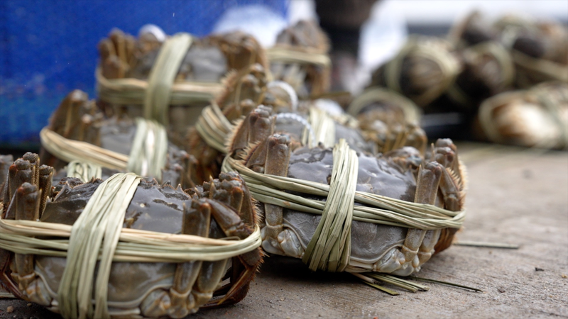 生きたヘアリークラブを縛る職人技　指先が命のリスクと工夫 video poster