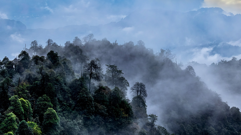 中国南西部・老君山国家級自然保護区　四川パートリッジ保全の最前線