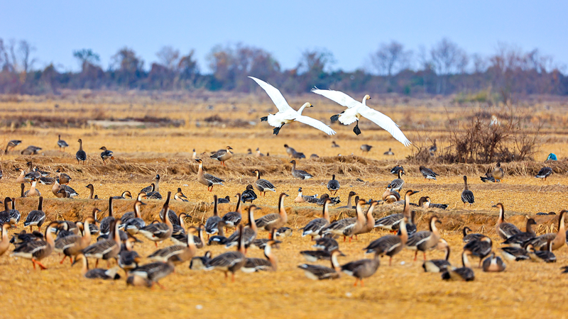 中国本土・鄱陽湖に冬鳥が集結　湿地が“生きた楽園”に