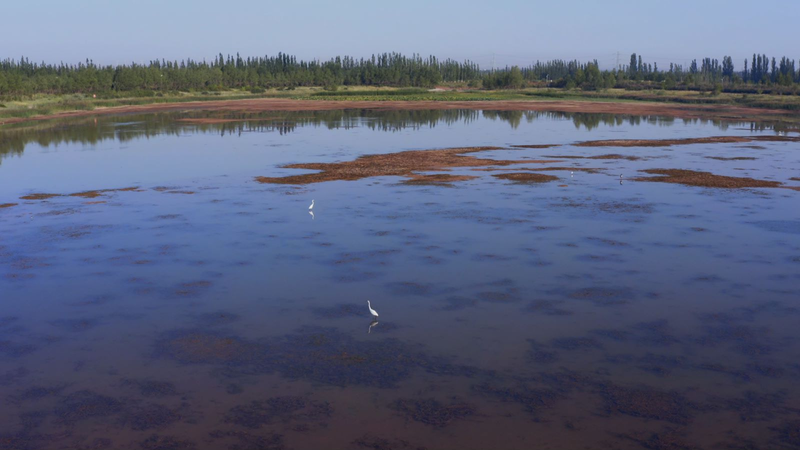 砂漠の町が野生動物の楽園に　中国・寧夏「ハバ湖」の緑の奇跡 video poster