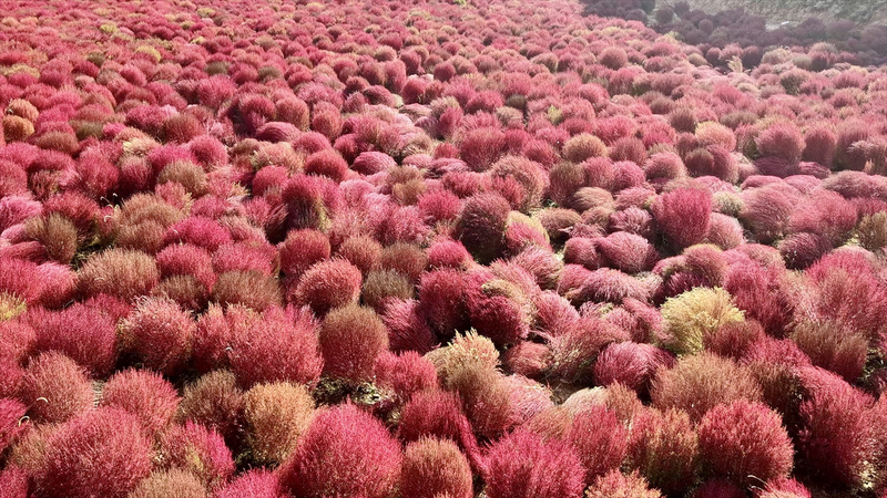 中国ニュース：山西省のホウキ草が彩る秋の丘と村の収入源 video poster