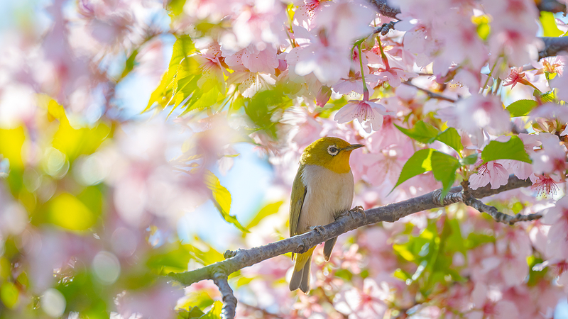 上海・辰山植物園の桜がつくる「ピンクの海」　早春のロマンを歩く