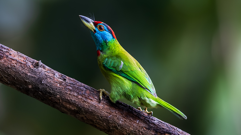 春の百花嶺、鳥のさえずりが満ちる雲南バードウォッチングの聖地