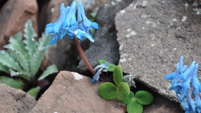 高山植物のカモフラージュ遺伝子を解明　青海・シーザン高原の新研究