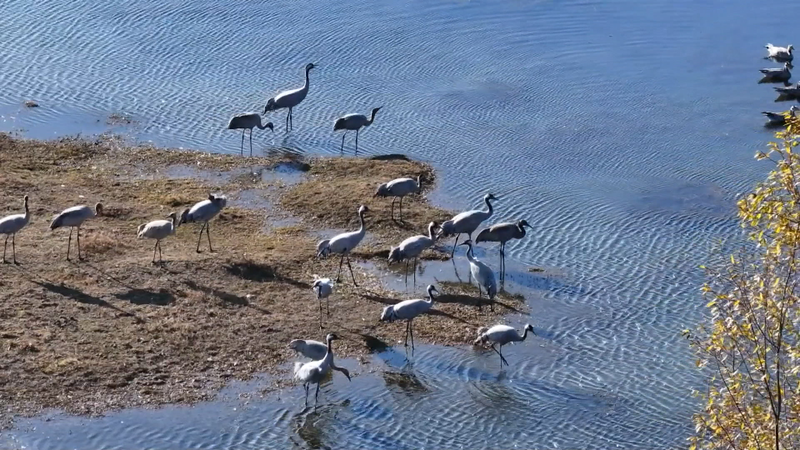 国際ニュース：中国・雲南の湿地に希少な渡り鳥が続々飛来 video poster