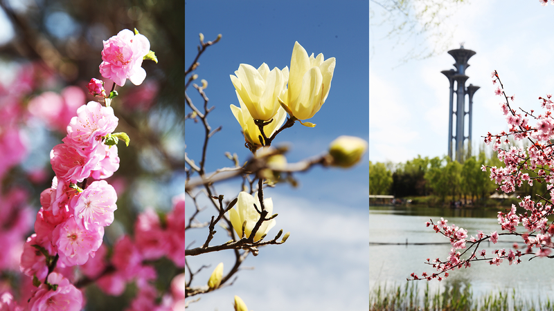 春色あふれる北京・オリンピック森林公園 花と水辺を楽しむ
