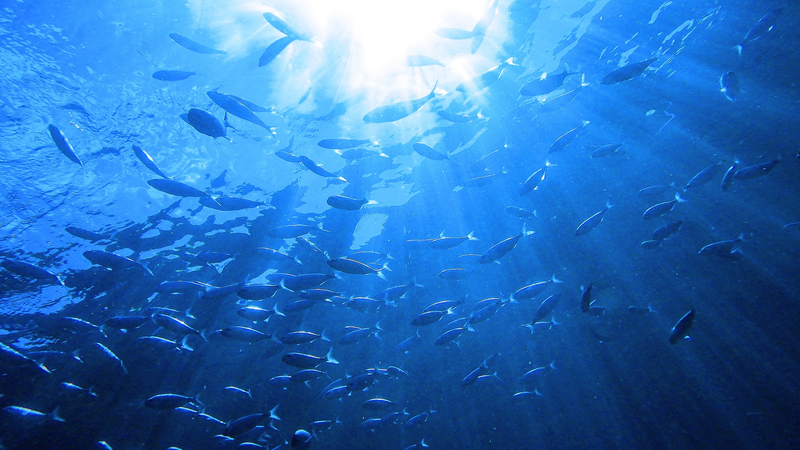 東アジア海洋会議2024、厦門で開催　ブルーシナジーで海と地球を守る