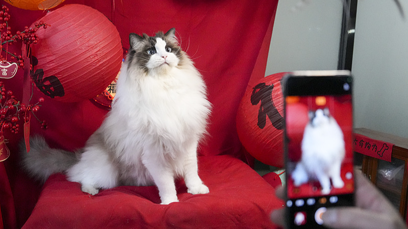 春節もペットが主役に 中国で広がる「愛犬・愛猫と祝う旧正月」