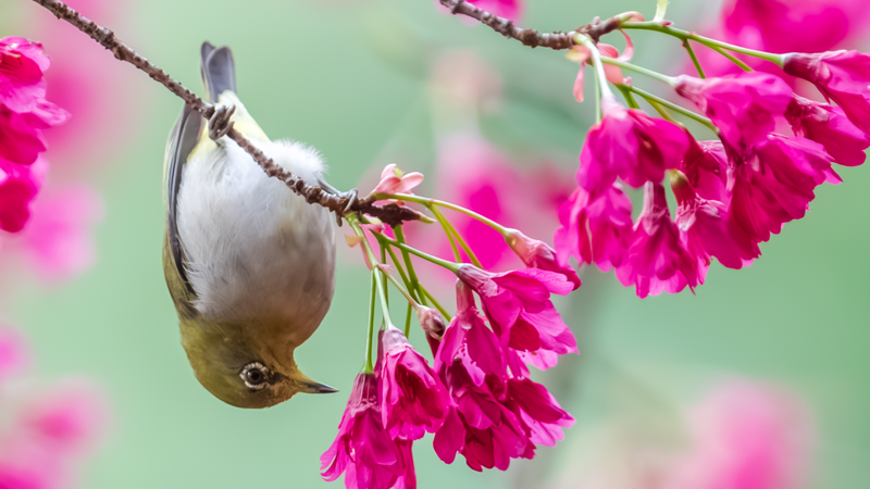 中国本土・南昌の桜とスウィンホウメジロ　春を告げる小さな野鳥