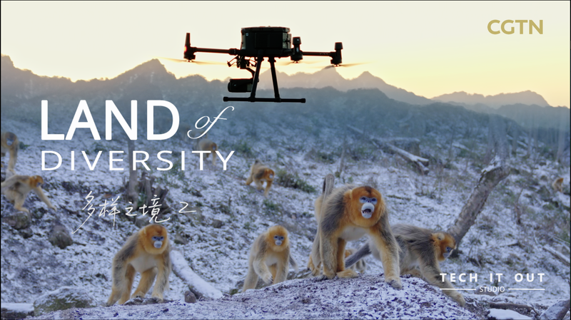 サルにも顔認証？中国・西北大学が挑むAIと野生動物保護 video poster