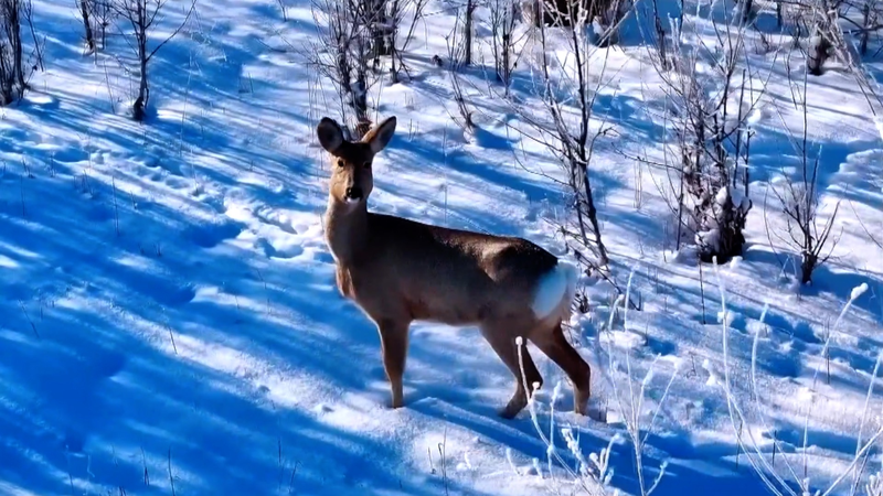 中国ドラマ『To the Wonder』が映す新疆アルタイ観光の新潮流 video poster