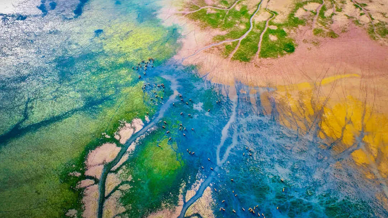 世界初の沿岸生態系報告、世界海岸フォーラムで公表