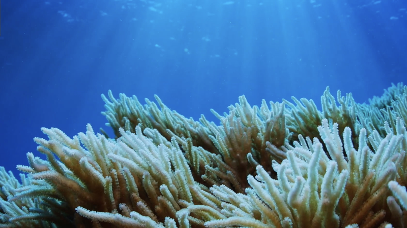 世界海事デーと海南省三沙市 南シナ海の海洋生物多様性を守る video poster