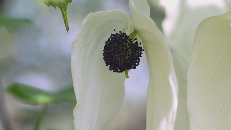 希少種ドーブツリーが開花　研究者が地域の緑化で活用進める