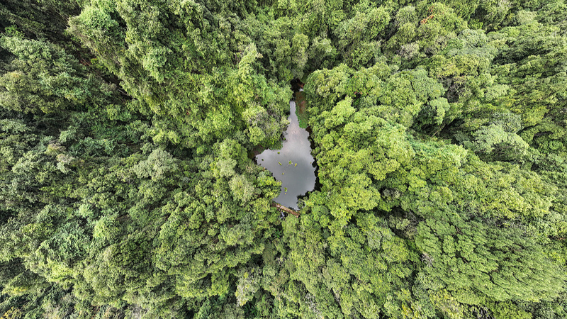 中国、森林・草原の遺伝資源保全が進展　14次五カ年計画でサンプル18割増