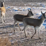 新疆バルクル郡の雪ゴビでゴイタードガゼル確認、保護の成果映す冬の生態系 video poster