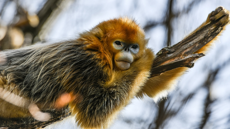 ユネスコが26の生物圏保存地域を新規指定　中国本土の2カ所もネットワーク入り video poster