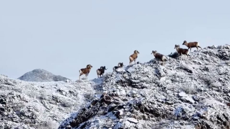 新疆ゴビでアルガリの群れ確認、-20℃の草地に戻る野生動物 video poster