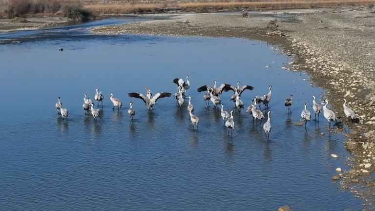 新疆のムザルト川流域に渡り鳥3万羽超、冬の湿地がにぎわう video poster