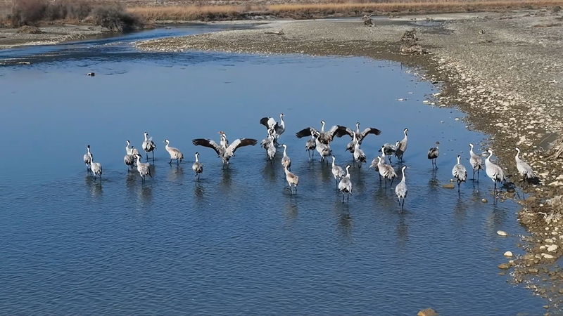 新疆のムザルト川流域に渡り鳥3万羽超、冬の湿地がにぎわう video poster