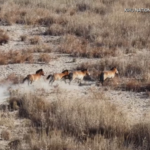 中国本土・甘粛でプルシェワルスキー馬212頭を冬の科学保護で見守る video poster