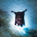 インド西ベンガル州でニパウイルス報告、タイは空港で検疫強化