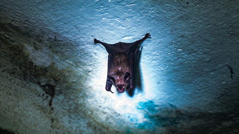 インド西ベンガル州でニパウイルス報告、タイは空港で検疫強化