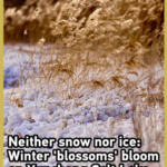 山西・運城塩湖に冬だけの「ミラビライトの花」　雪でも氷でもない結晶の絶景 video poster