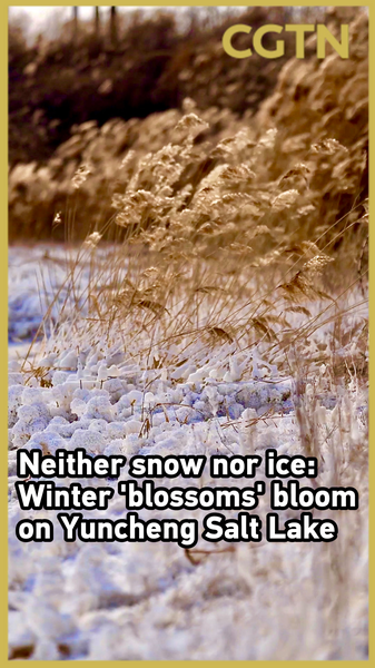 山西・運城塩湖に冬だけの「ミラビライトの花」　雪でも氷でもない結晶の絶景 video poster