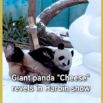 哈爾浜の雪に大はしゃぎ、ジャイアントパンダ「Cheese」が見せた冬の素顔 video poster