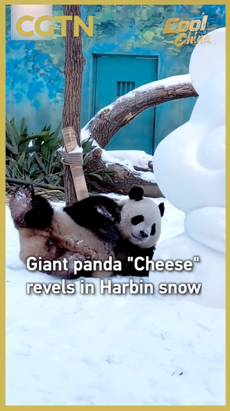 哈爾浜の雪に大はしゃぎ、ジャイアントパンダ「Cheese」が見せた冬の素顔 video poster