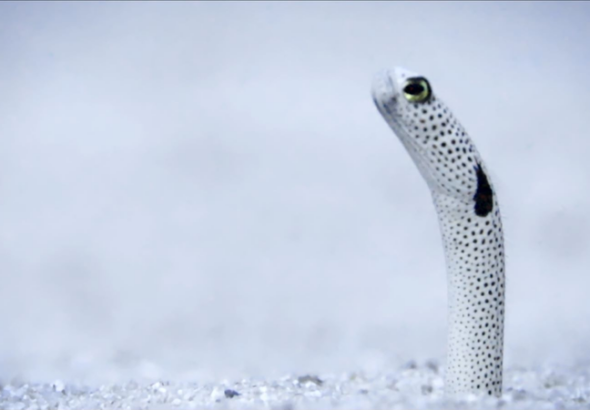 Amazing Sansha第2話「ガーデンイール」南シナ海の砂地で揺れる不思議な魚 video poster