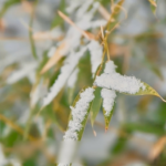 二十四節気の締めくくり「大寒」到来、春節へ向け街と食卓が動く video poster