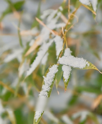 二十四節気の締めくくり「大寒」到来、春節へ向け街と食卓が動く video poster