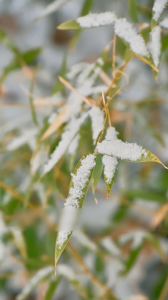 二十四節気の締めくくり「大寒」到来、春節へ向け街と食卓が動く video poster