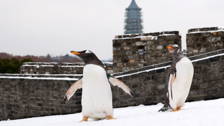 南京で雪、南京海洋世界のペンギン2羽が南京城壁・中華門で雪遊び