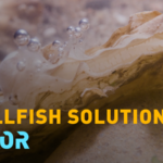 欧州で失われた「牡蠣礁」を取り戻す動き：英国とスコットランドの挑戦 video poster