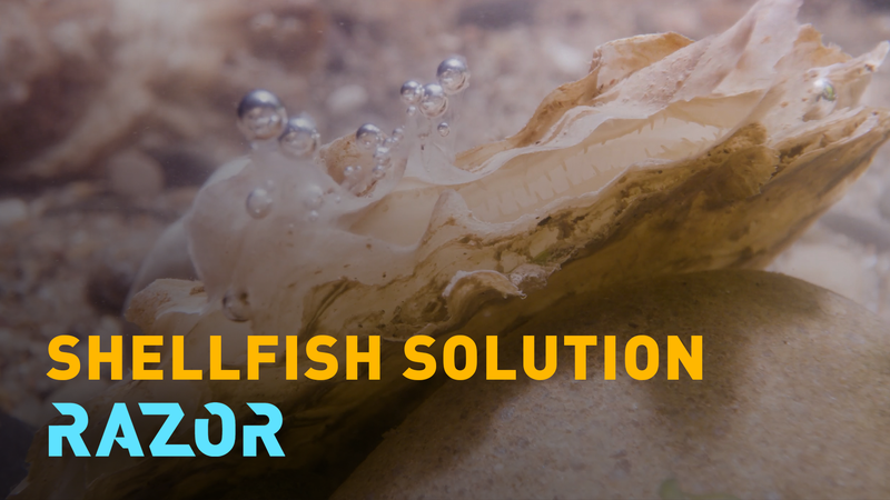 欧州で失われた「牡蠣礁」を取り戻す動き：英国とスコットランドの挑戦 video poster