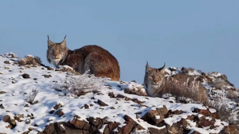 中国本土・新疆カラマイでユーラシアオオヤマネコ初確認、雪山のカメラが捉えた2頭 video poster