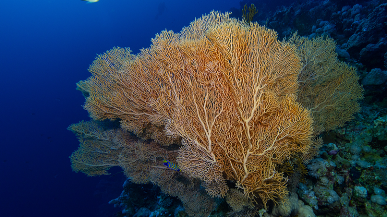 中国、国連「公海条約」事務局を厦門に誘致申請　発効直後の次の焦点