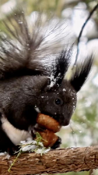 小寒が到来、春前の静けさが深まる—2026年1月5日 video poster