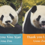 上野動物園の双子パンダ、1月27日に中国本土へ帰還　最後の公開は25日