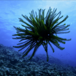 南シナ海の「ウミユリ」って何者？海の生物多様性を映す花のような生き物 video poster