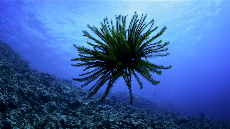 南シナ海の「ウミユリ」って何者？海の生物多様性を映す花のような生き物 video poster