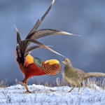 中国本土・山西省の森で「キンケイの求愛」をワンテイク観察――黄金の円舞 video poster