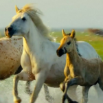 中国本土初の干支巨大スクリーン映画「Horse Power」上海で世界初公開 video poster