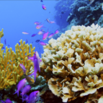 「Amazing Sansha Series」第4話：海底に広がるサンゴ群体の“コミュニティ” video poster